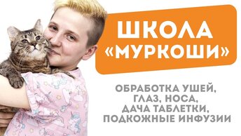 Школа «Муркоши»: Обработка ушей, глаз, носа, дача таблетки, подкожные инфузии