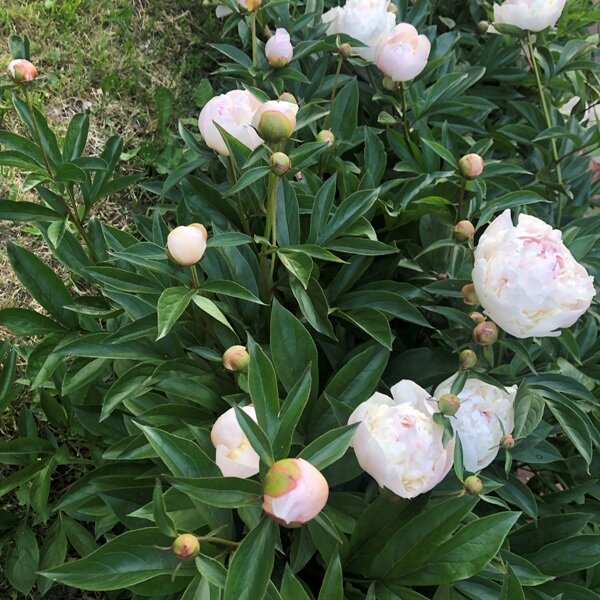 Пионы в саду