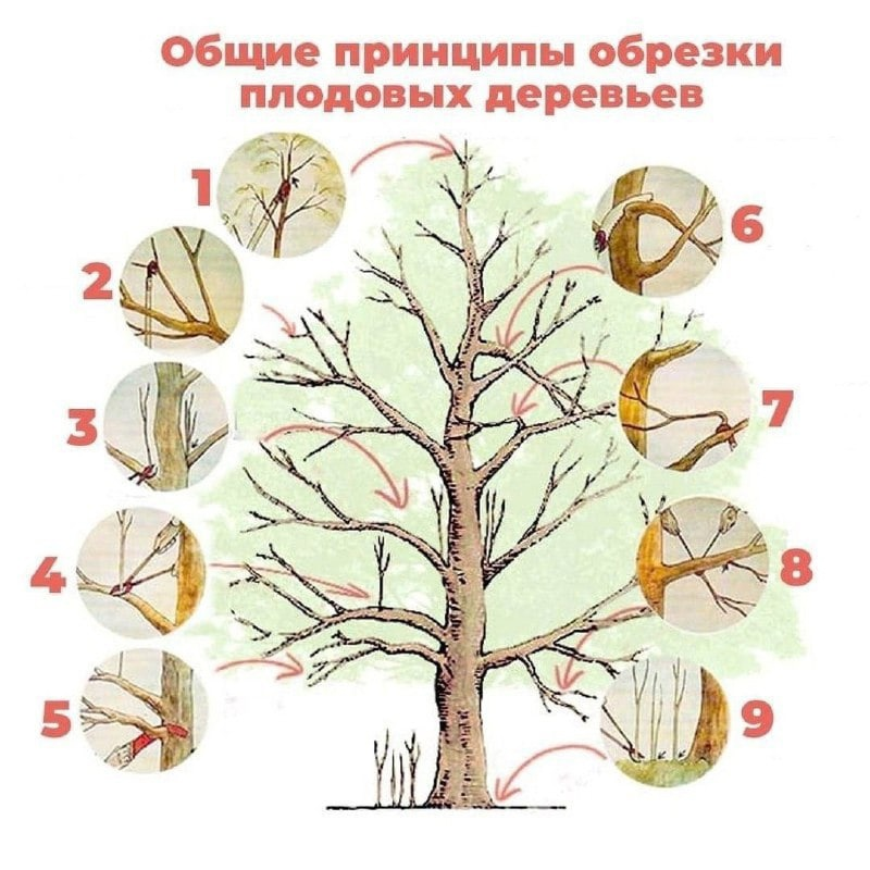 Схема обрезки сосны