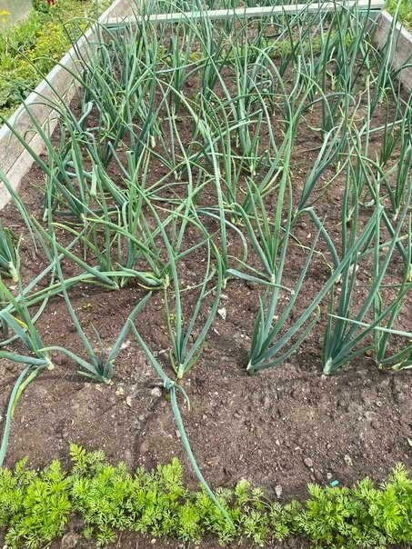 Подзимний лук.