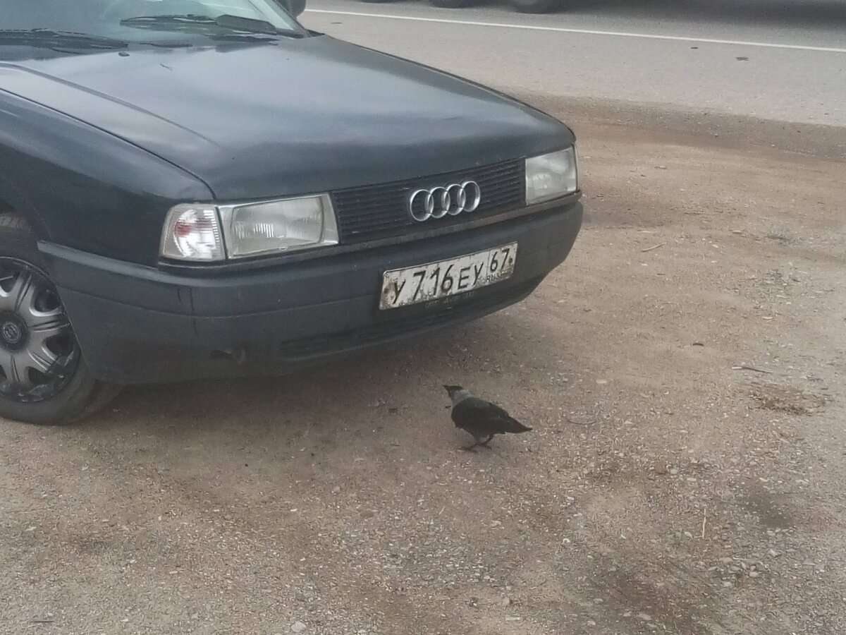 Галки в Смоленской губернии, увидев подъехавший автомобиль, тут же подходят, внимательно осматривают и, обнаружив застрявших в радиаторе насекомых, лакомятся законной добычей. Да и водители не возражают - бесплатный сервис.