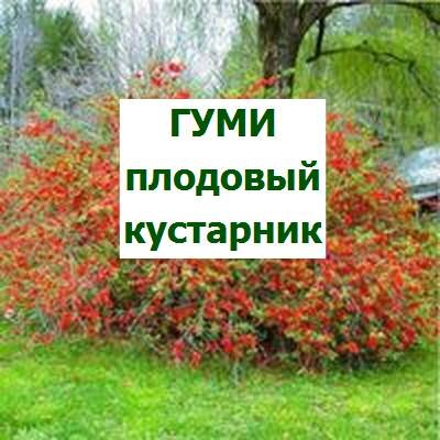 кустарник гуми, посадка и уход