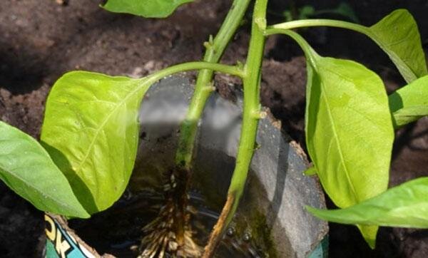 фото взято из открытых источников