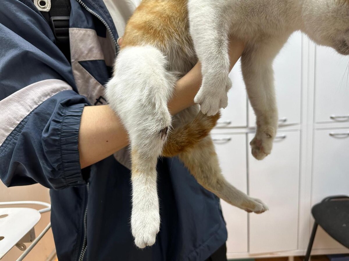 Малыш вне себя от боли... ПЕРЕЛОМЫ!