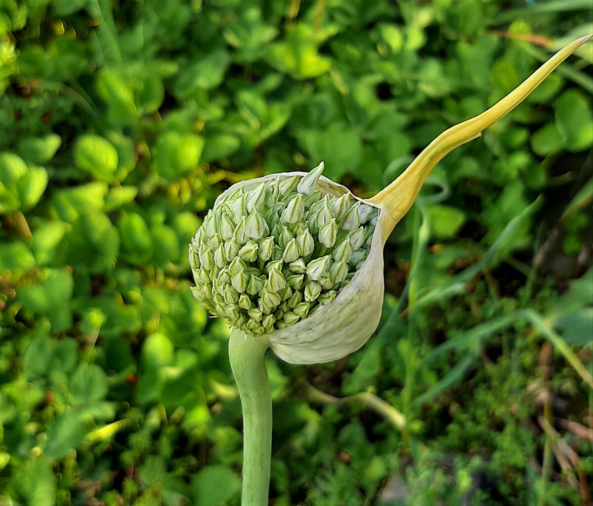 Стрелка Рокамболя