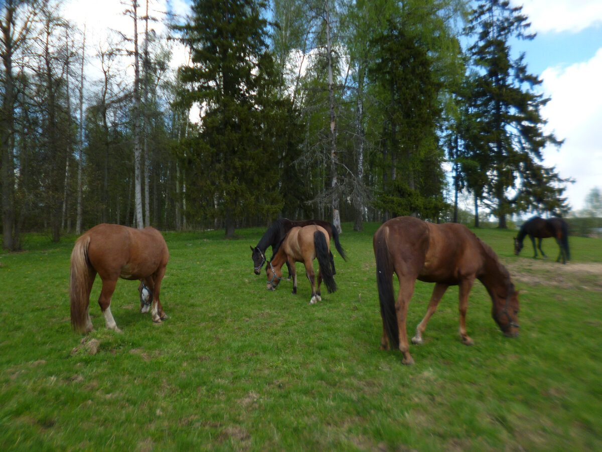 Лето 2020-го. На старом месте нашим лошадям жилось хорошо, но надо было переезжать.