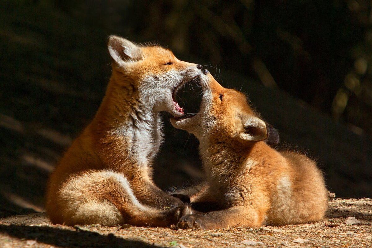 Лисы
Фото: Сергей Кузнецов