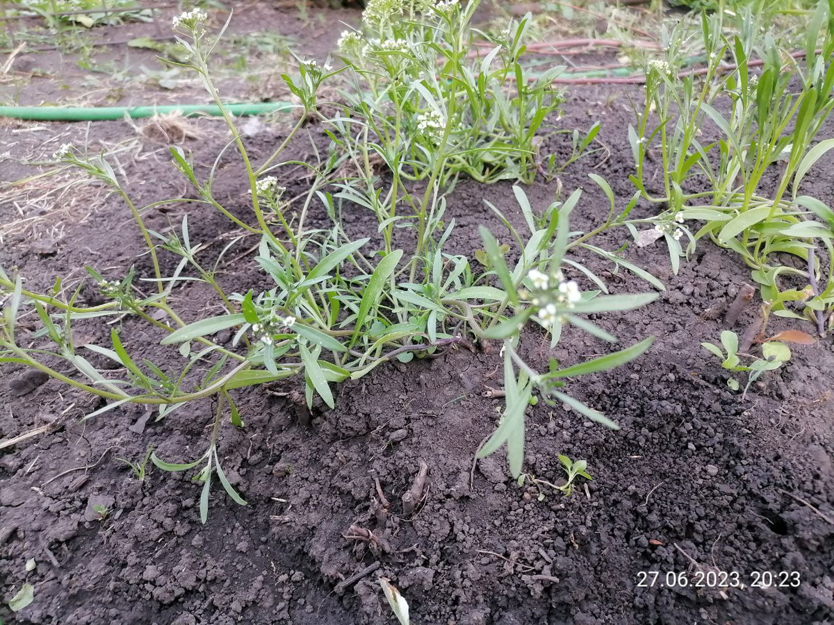 Алиссум через рассаду, уже цветет и ползает