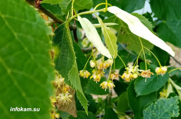 Липа мед и цветки липы