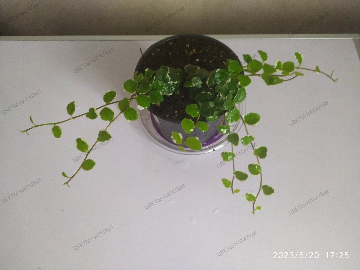 Фикус Пумила Белый Санни