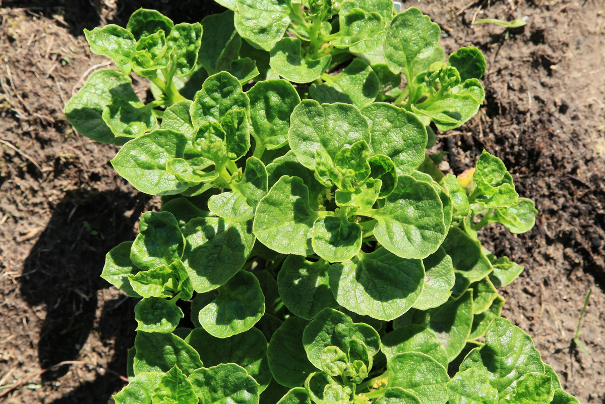 Вершки, даже на вид вкусные! 