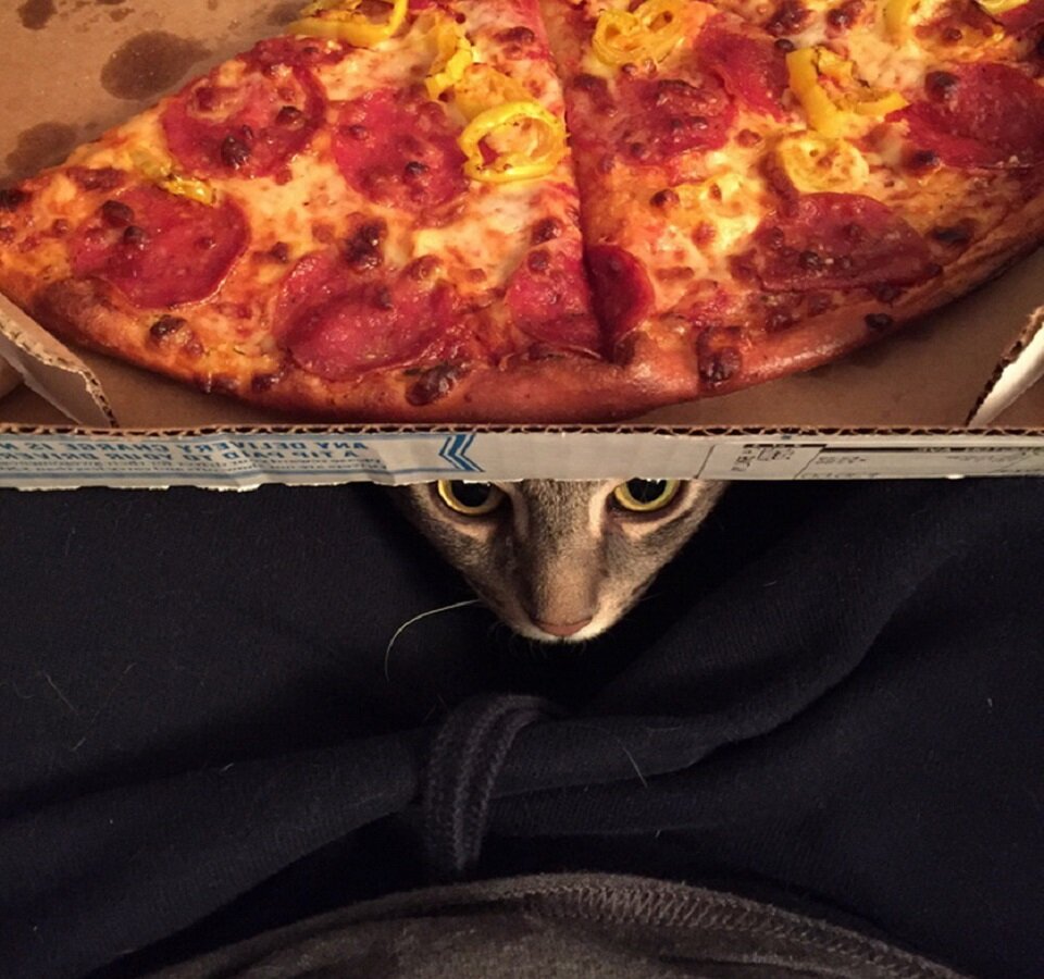 С виду Уилбор - обычный котик и ему все любопытно, даже пицца