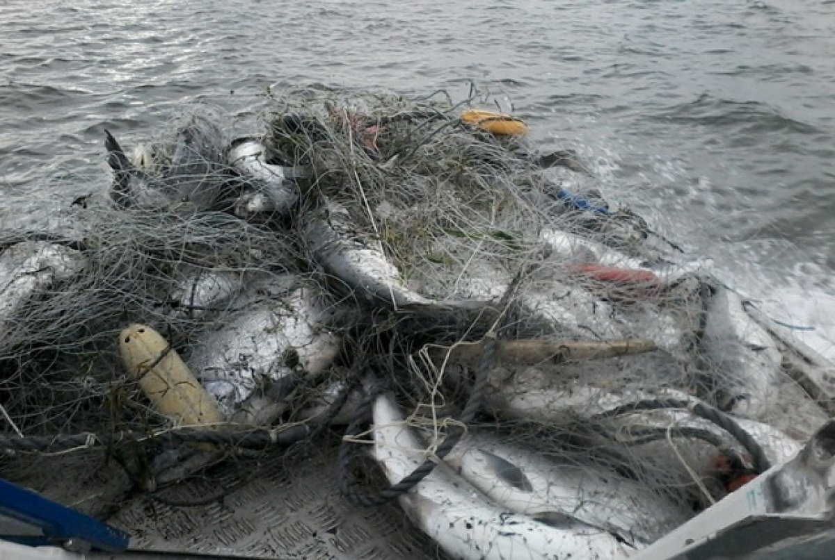    На Камчатке браконьера с чавычей поймали на реке Амчагача