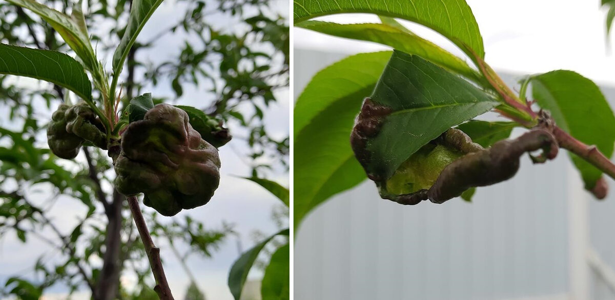    При курчавости листьев медлить нельзя — нужно срочно спасть дерево