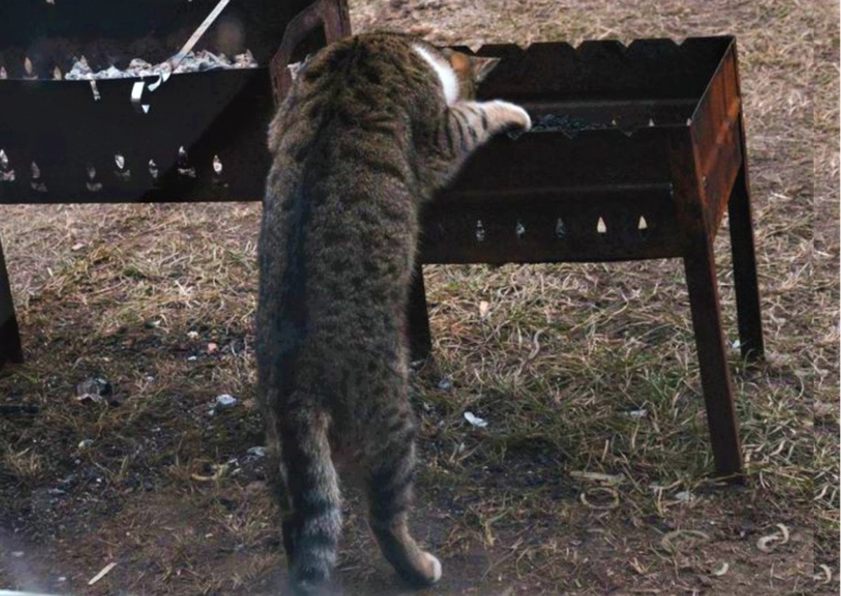 Коты помощники. О дружбе людей и котов. Источник фото: pets.24tv
