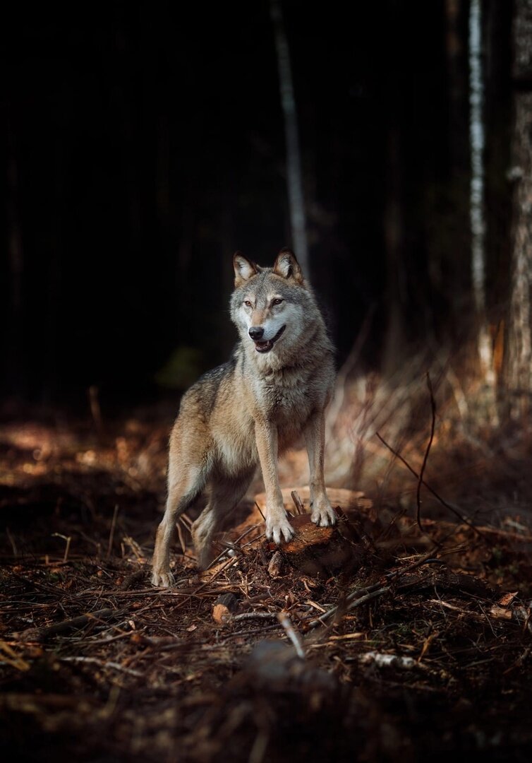 Фото: Анна Яркова. Волк Февраль.