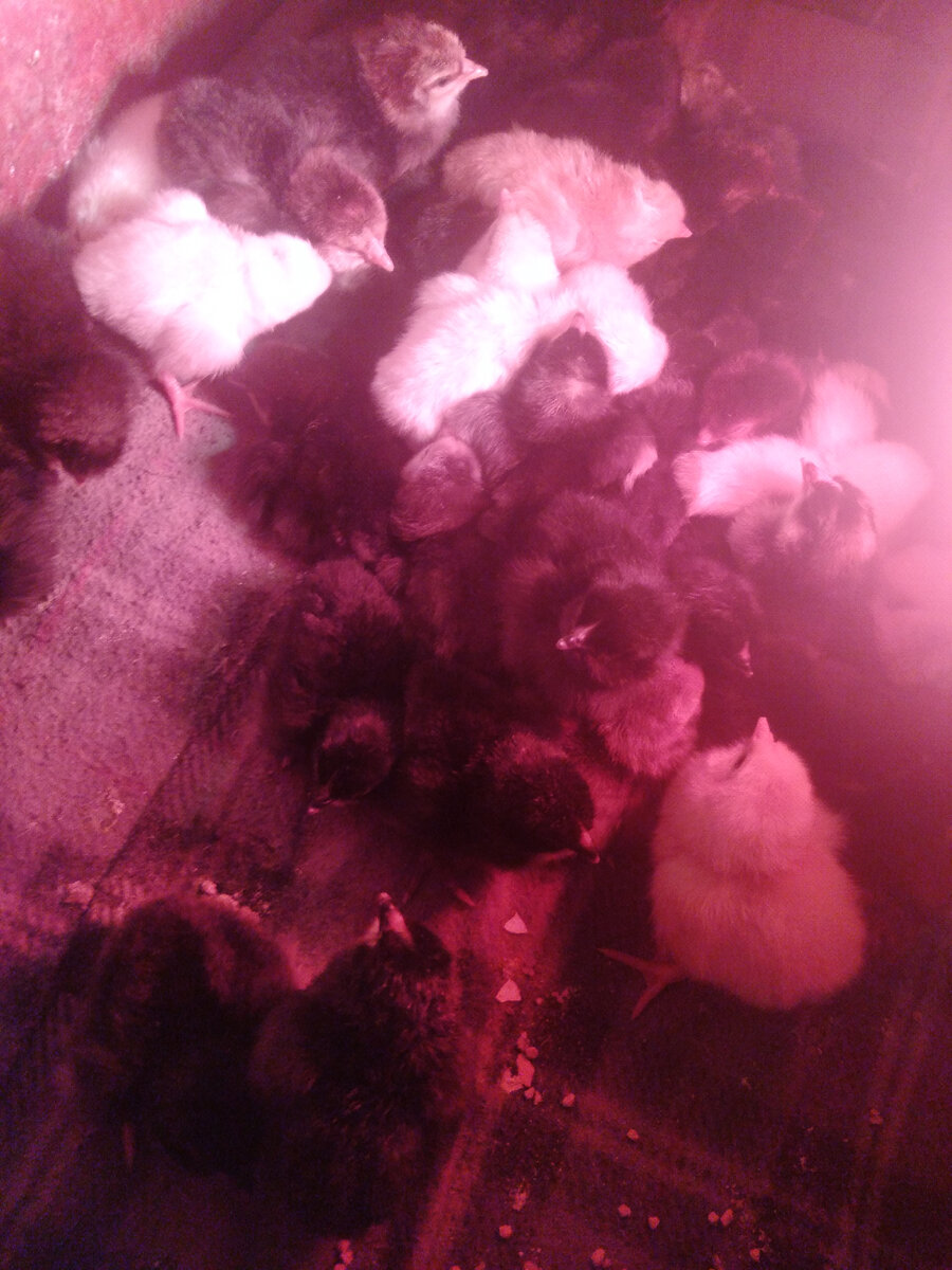 Вот они смешные куры