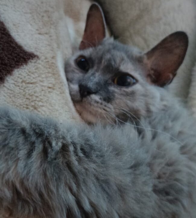 Симка