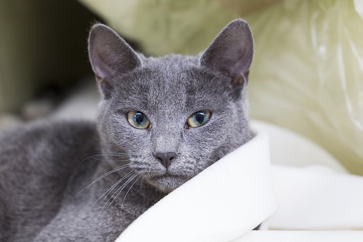 Русская голубая кошка фото характер