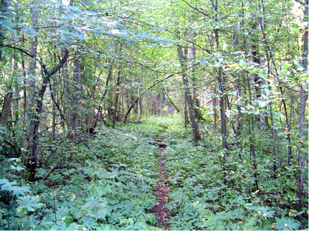 Рисунок 2. Красный Волок. Этой тропе уже больше тысячи лет. Фото автора.