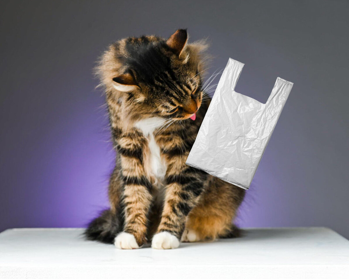 Пикацизм: почему кошка ест несъедобные предметы? | Натуральное питание  кошек и собак | Дзен