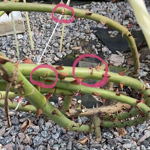 В таком состоянии побеги поднимать рано. У плетистых роз почки в нижней части побегов выходят позднее, чем в верхней. 