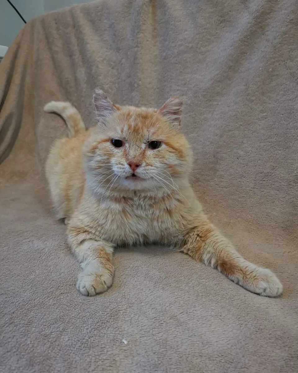 Леша котиков