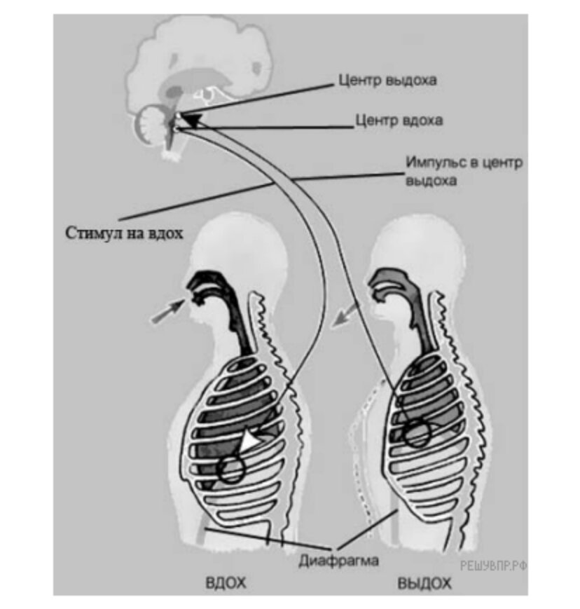 На рисунке изображены вдох и выдох человека
