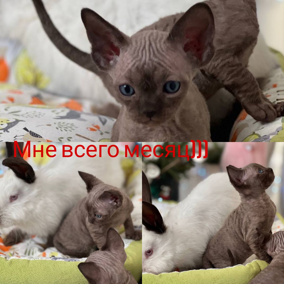 Я очень маленький, но у меня большое сердце 💓💓