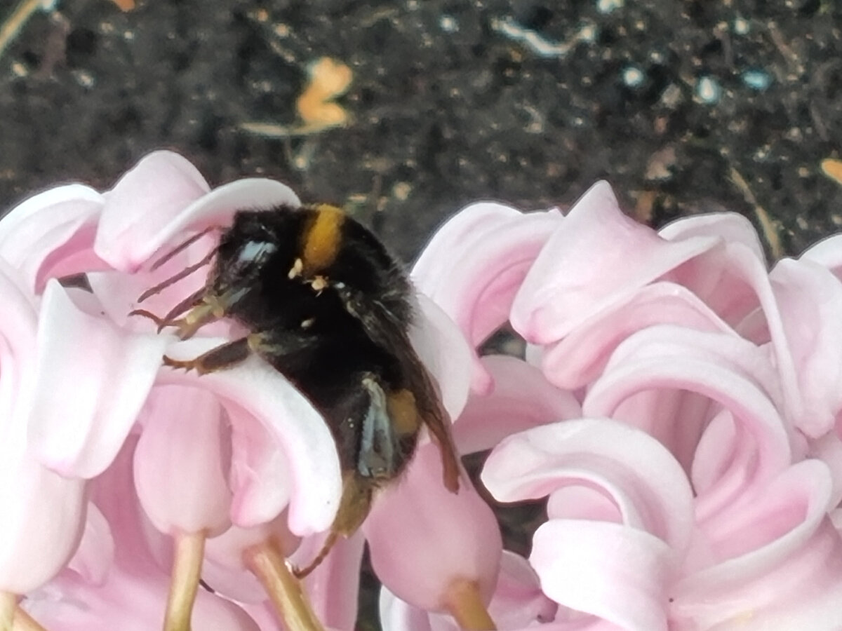 (Фото автора. Мы со шмелем желаем всем хорошего весеннего дня!)