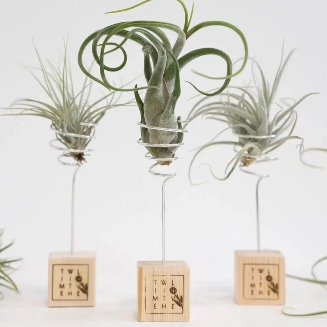 Фото взято из сообщества Growbox в ВКонтакте. 