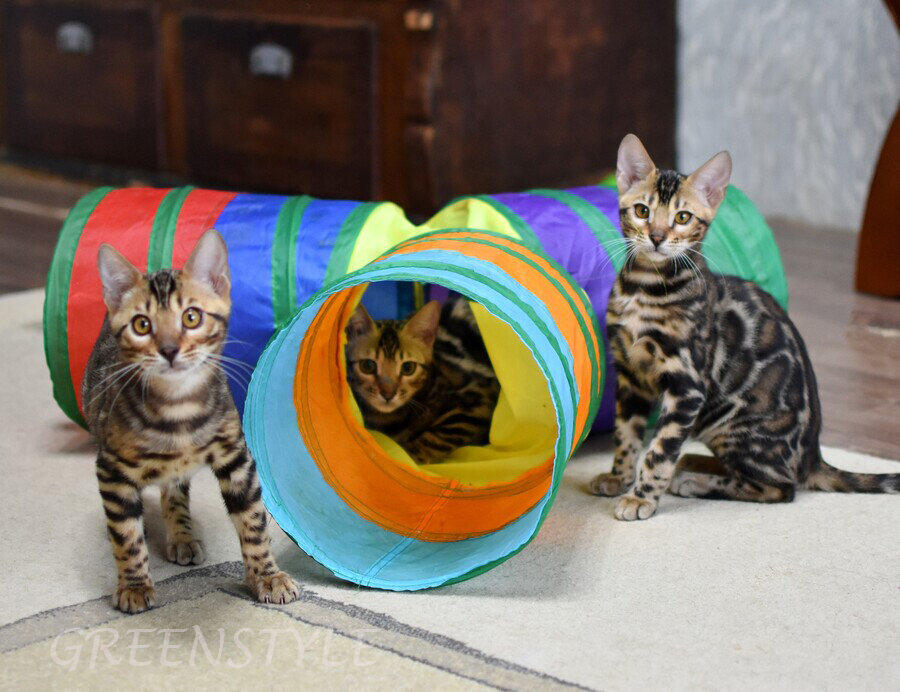 Привитые котята тусуются в зале