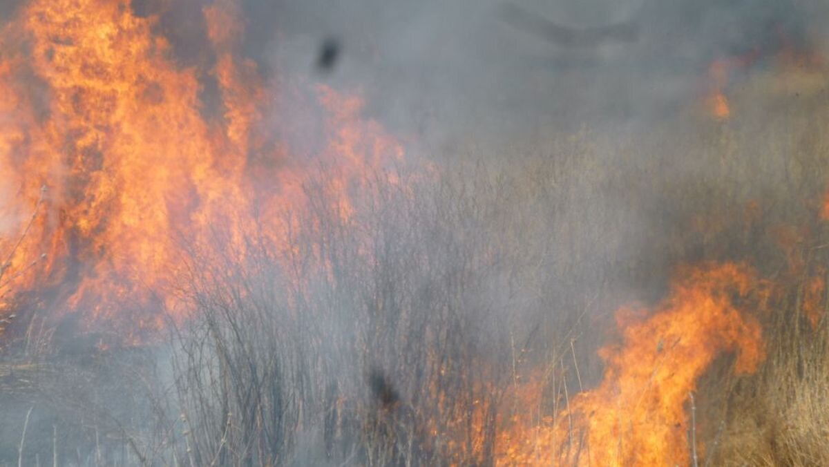 Фото Кирилла Янчицкого / "МК в Омске"