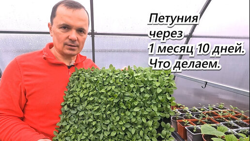 Петуния через месяц после посева фото