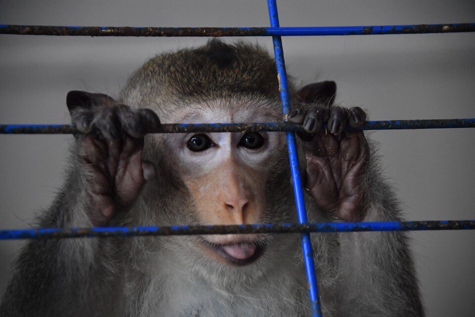    "Вектор" закупит мартышек стоимостью по полмиллиона рублей. Иван МАКЕЕВ