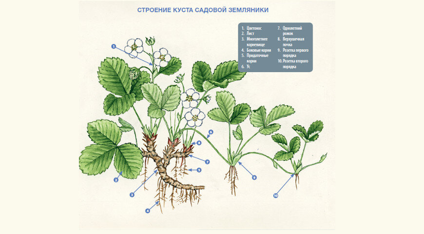 Какое расположение у земляники