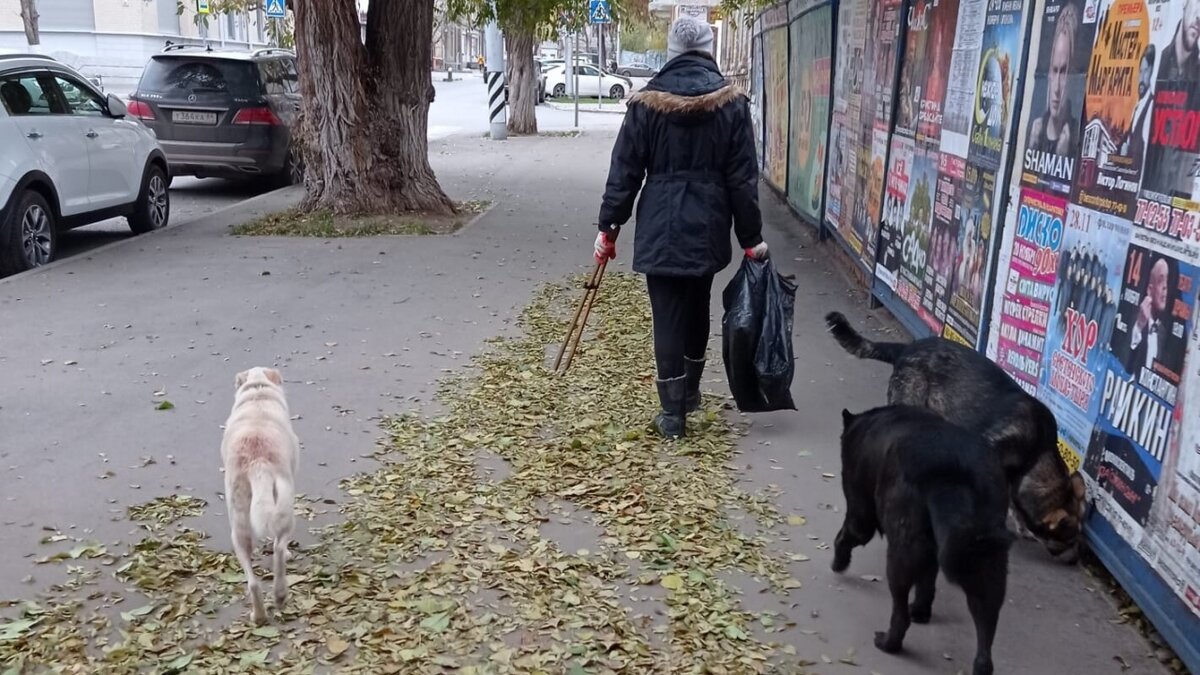    В СК попросили саратовцев не кормить и не нападать на бездомных собакНовости Саратова и области – Сетевое издание «Репортер64»