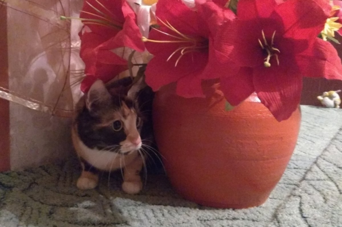    Порой, аллергия может буквально загнать в угол.