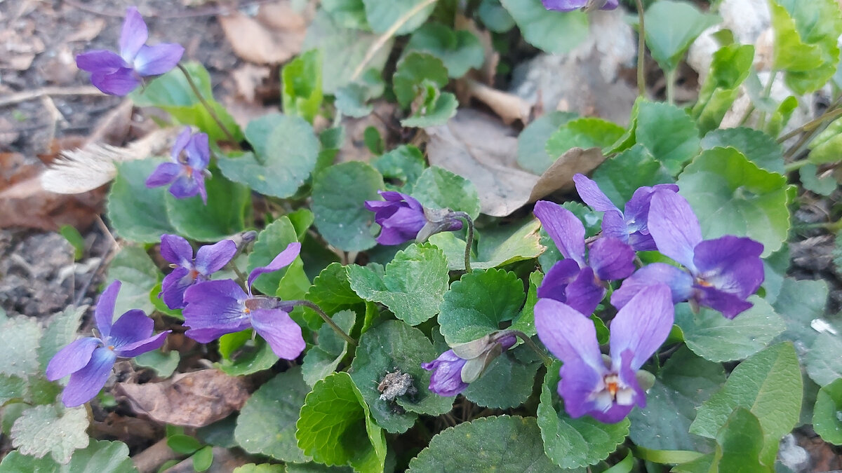 Вчера нашла первые фиалки! Жаль, пока не изобрели способ передавать запах через интернет, вам бы понравилось:) Начну с новости, которая меня заинтересовала. Цитирую в том виде, в котором прочитала: