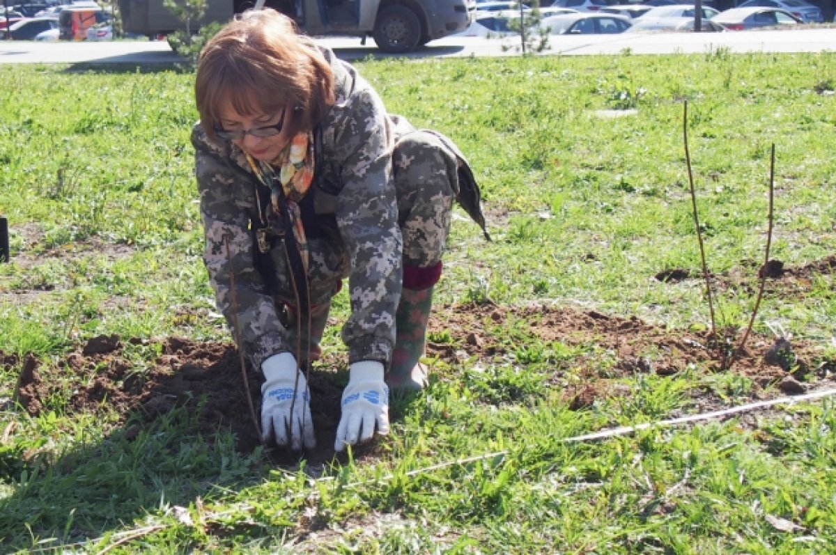    В патриотическом сквере Владимира высадили 200 кустов пузыреплодника