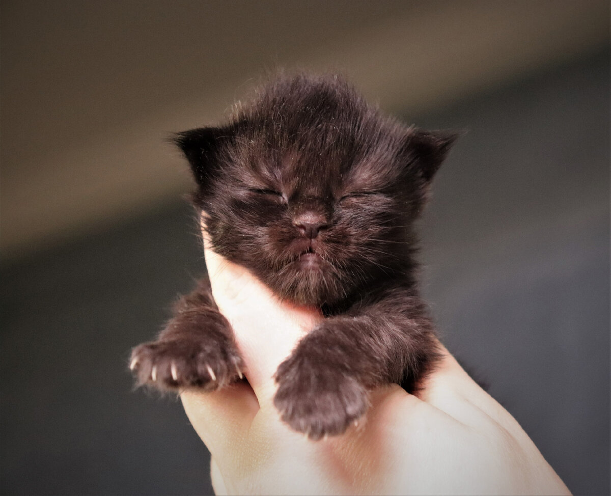 Бозя в виде маленького хомячка. Фото нашей заводчицы, Мейн-куны из Kotoamatsukami