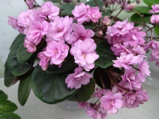 ���� �������� ���� (Saintpaulia �Ramblin Peach�). � pibig  📷
