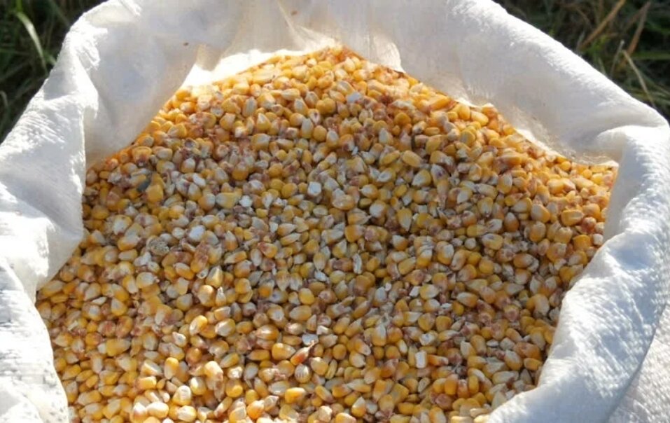 семена кукурузы в мешках. кукуруза в мешках. кукуруза для сельхоз животных. початки кукурузы мешок. кукуруза мешок 40 кг.