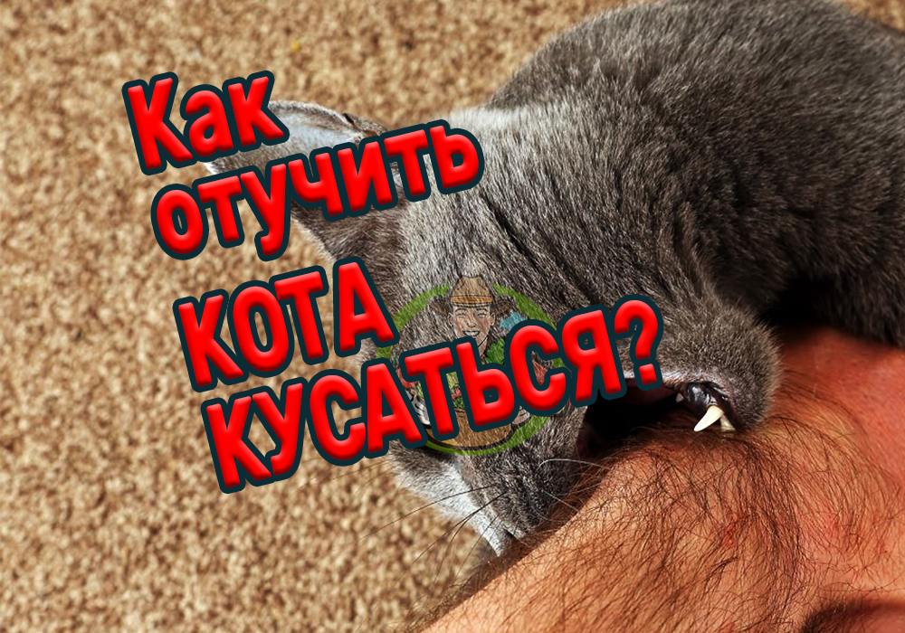 Кошка кусается без причины