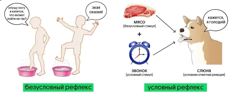 Условные и безусловные рефлексы у человека