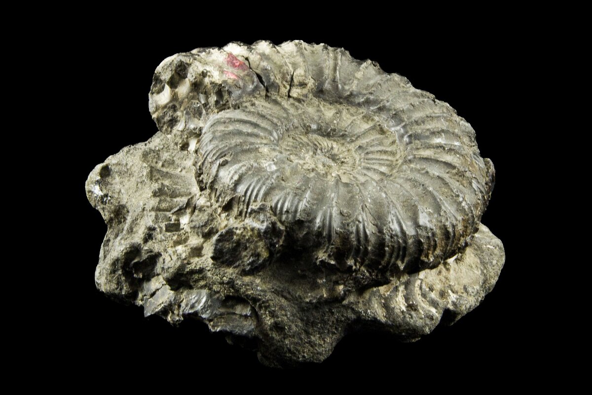 Экспонат Зоологического музей и гербария им. Э.А. Эверсмана 