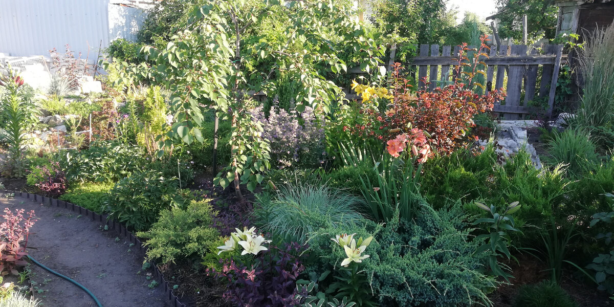 Мой сад, лето 2022