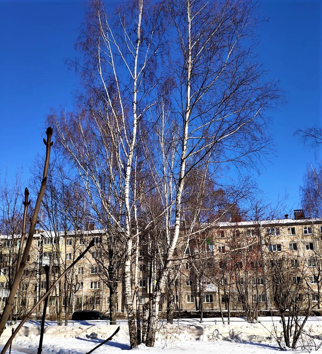 Мартовский день. Фото Н. Стариковой.