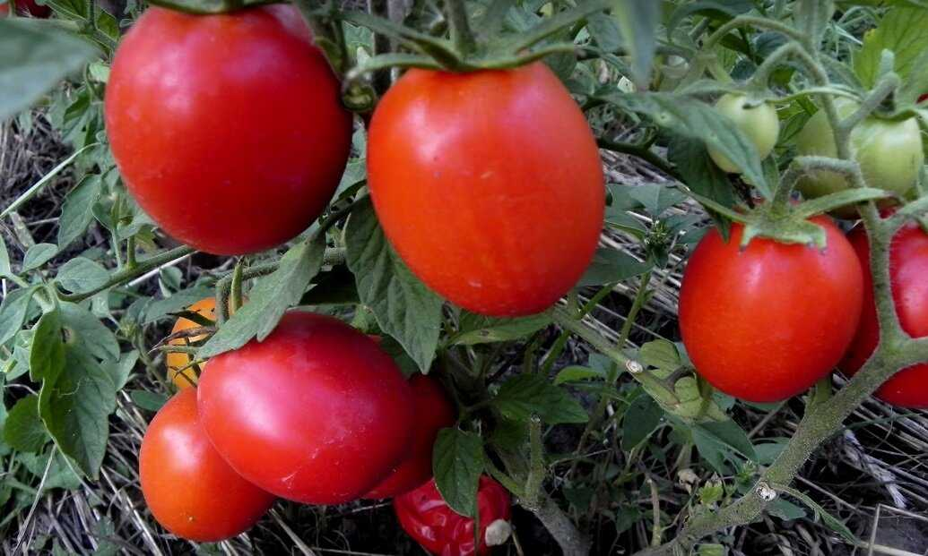 Семена Первые семена Томат Маруся, 0,3 г Первые семена 13760147 купить в интерне