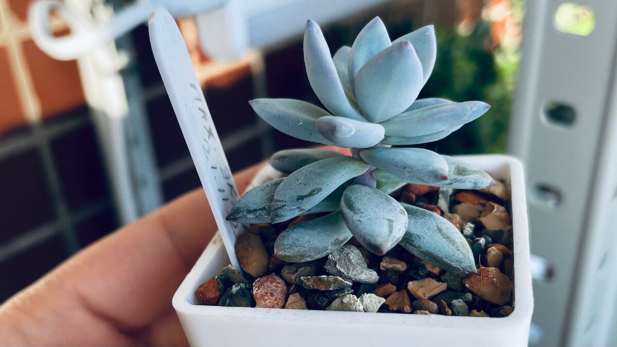 Пахифитум Экзотика очень любит потянуться. 